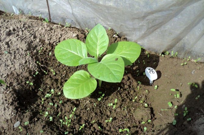 planterade utväxten av tobak i marken