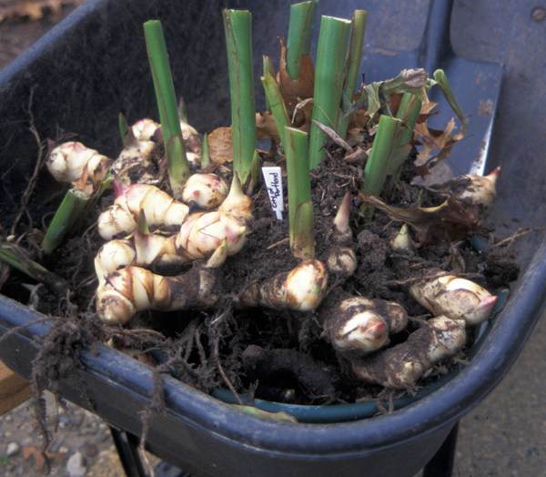 Det är lämpligt att plantera konserver på en permanent plats under andra halvan av maj.