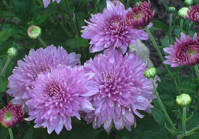 It is better to plant Korean chrysanthemum on a hillock or in a high flower bed, where it will be well lit