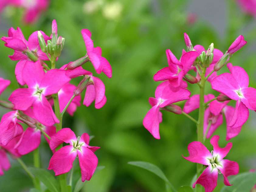 Planting matthiola from seeds at home