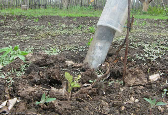 Dianjurkan untuk menanam anggur "Nadezhda AZOS" pada musim bunga, setelah tanah mengering dan memanaskan