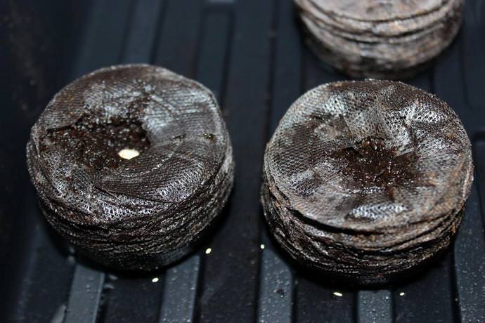 Semănarea semințelor de anthurium se efectuează într-un recipient plat de plantare umplut cu sol de turbă