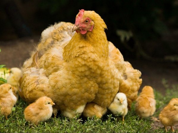 Kläckning av kycklingar med en yngelhöna