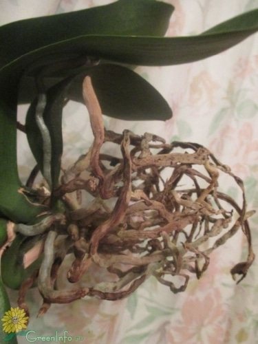 all the roots of the orchid are dry