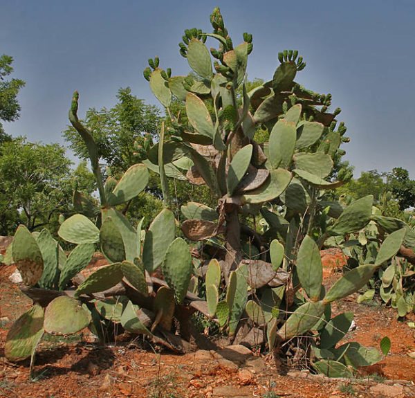 Tall prickly pear.