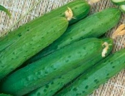 mataas na mapagbigay na mga pagkakaiba-iba ng mga cucumber ng Abril
