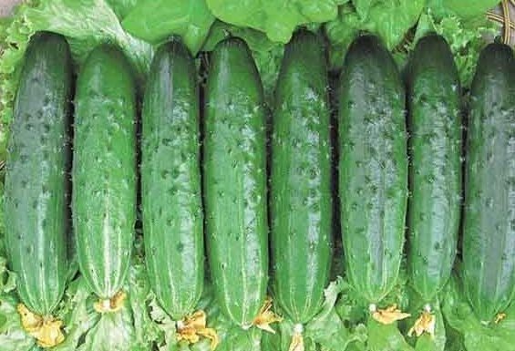 mataas na mapagbigay na mga pagkakaiba-iba ng mga gourmet cucumber