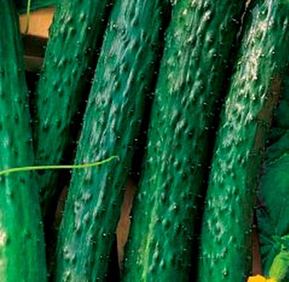 високодоходни сортове краставици сорт алигатор
