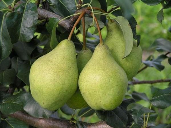 High-yielding pear variety Kondratyevka