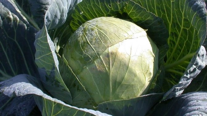 '' High Yielding Cabbage Variety