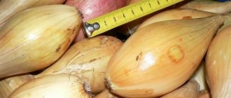 'Bamberger' high yielding, disease and pest resistant onion 'width = "800