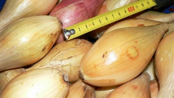 '' High Yielding Disease and Pest Resistant Onion Variety