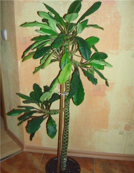 يمكن أن يصل ارتفاع النبات إلى متر ونصف