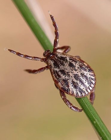 The extended legs of the meadow mite indicate readiness for an attack.
