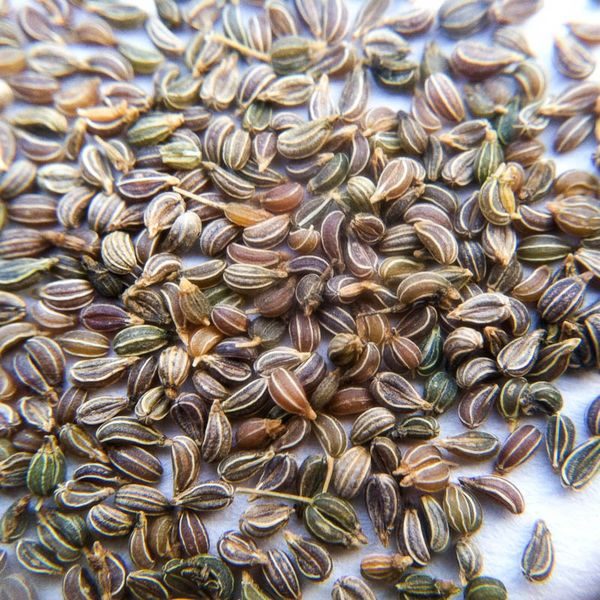 Semena sušené petrželky cukrové