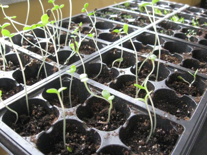 Zinnia seedlings stretched out, what to do