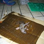Vi får reda på vilka lim som finns idag för att fånga råttor och möss och om klibbiga fällor verkligen är effektiva för att bekämpa gnagare ...