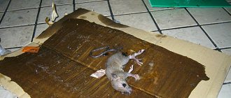 نكتشف المواد اللاصقة الموجودة اليوم لاصطياد الفئران والجرذان وما إذا كانت المصائد اللاصقة فعالة حقًا في مكافحة القوارض ...