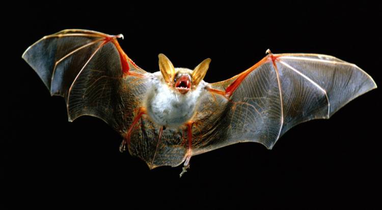 Adult bat