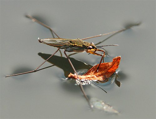 Adult water strider bug