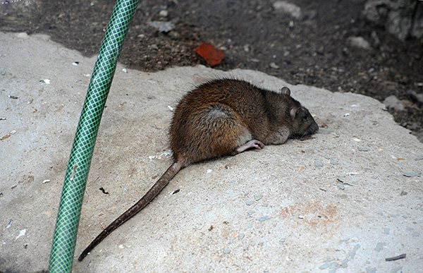 En vuxen grå råtta skiljer sig från en svart i större kroppsstorlekar.