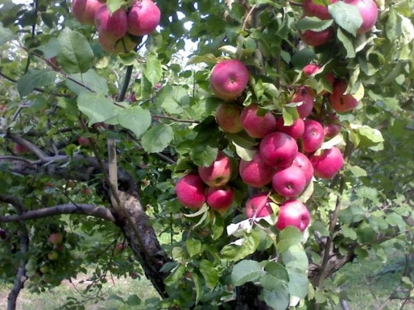 شجرة التفاح البالغة