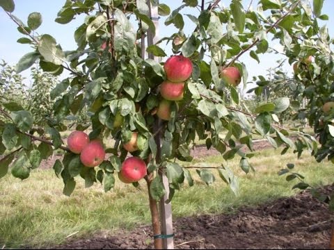 Pokok epal dewasa