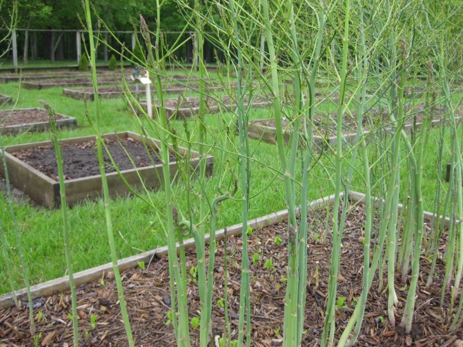 Adult asparagus plant