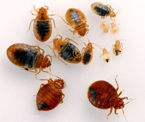 Mga bed bug ng pang-adulto at ang kanilang larvae
