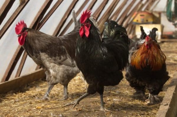 Adult roosters of the largest purebred breed of chickens weigh up to 9 kg