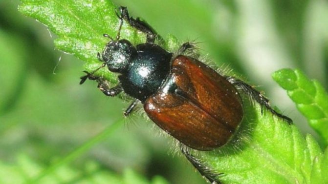 Adult May beetle