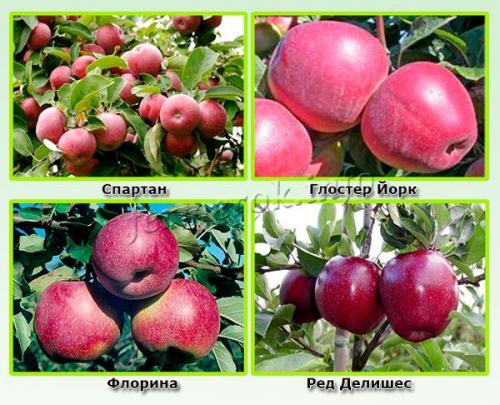Äpfel sind rote Herbstsorten. Winterrote Apfelsorten