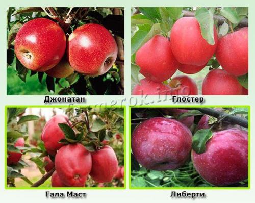 Äpplen är röda höstvarianter. Vintern röda äppelsorter