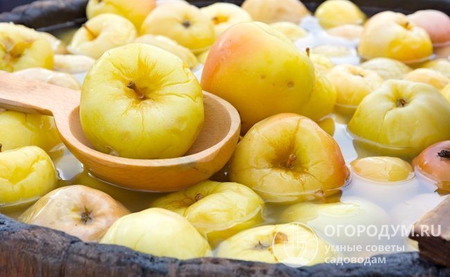 Äpplen är avsedda för färsk konsumtion och olika bearbetningsmetoder, traditionellt används för betning (urinering)