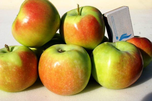 apples Sinap Orlovsky