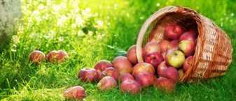 جمع التفاح في سلة