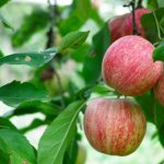 Äppelträd för Sibirien - en översikt över sorter