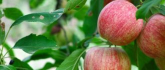 أشجار التفاح لسيبيريا - نظرة عامة على الأصناف