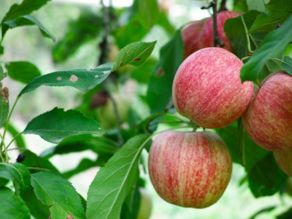 Äppelträd för Sibirien - en översikt över sorter