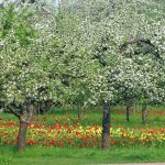 Apple trees in the country