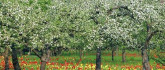 Ябълкови дървета в страната