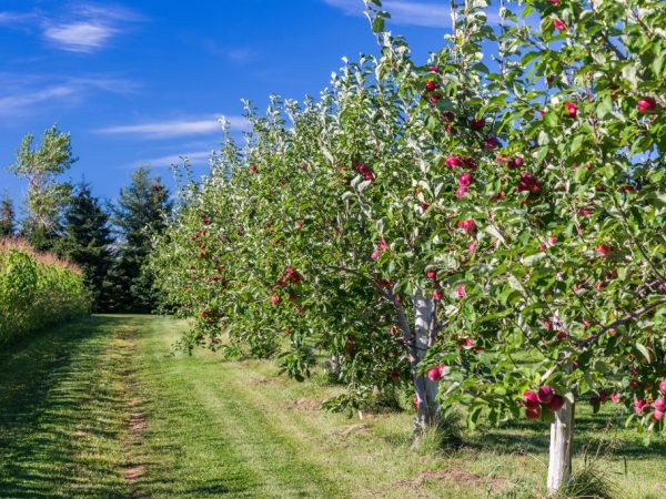 Apple trees need proper care