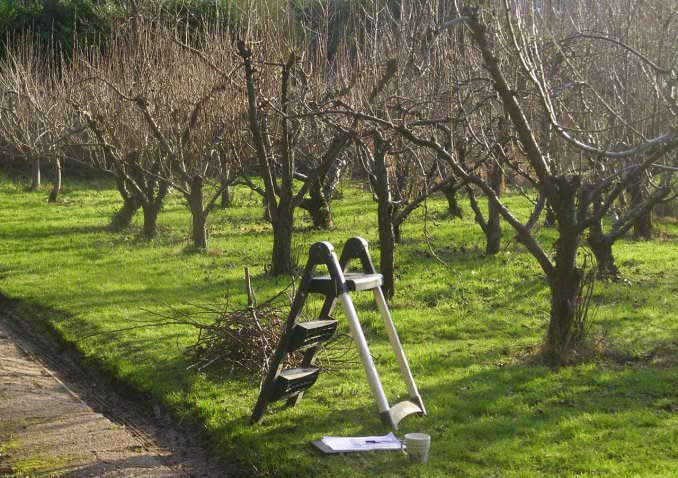Ябълковите дървета от сорта Uslada са склонни към удебеляване на клоните, което изисква много внимателна и компетентна резитба.