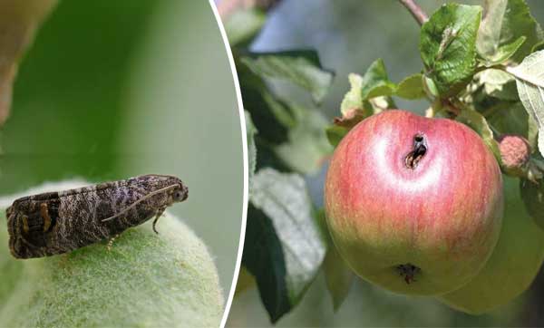 molia mărului