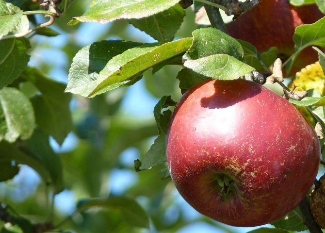 Apple-tree Aport