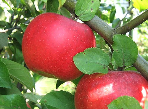 Ябълково дърво Auxis