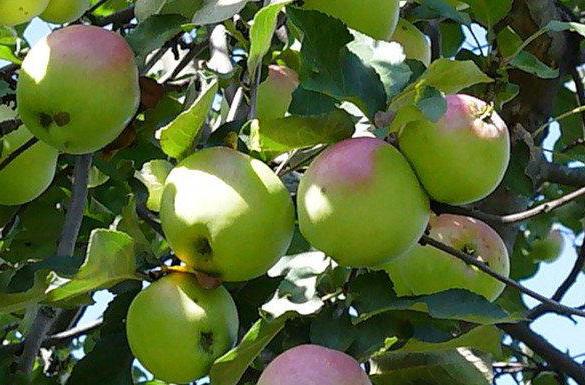 شجرة التفاح Bashkir Beauty وصف استعراض الصورة