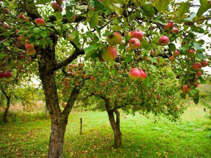Äppelträd Bashkir skönhetsfoto beskrivning