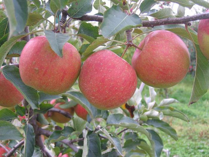Äppelträd Bashkir skönhetssort beskrivning