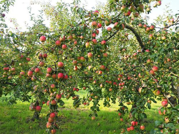 Äppelträd Bashkir skönhetsrecensioner